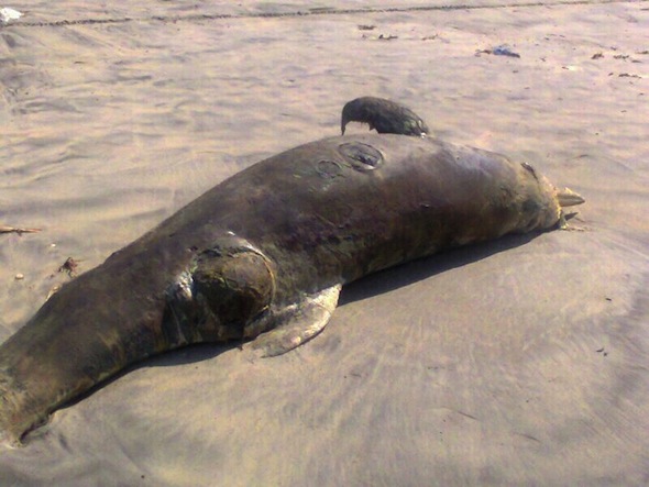 October 21st, 2013: the 19th marine mammal to wash ashore in Ghana's Western Region since 2009.